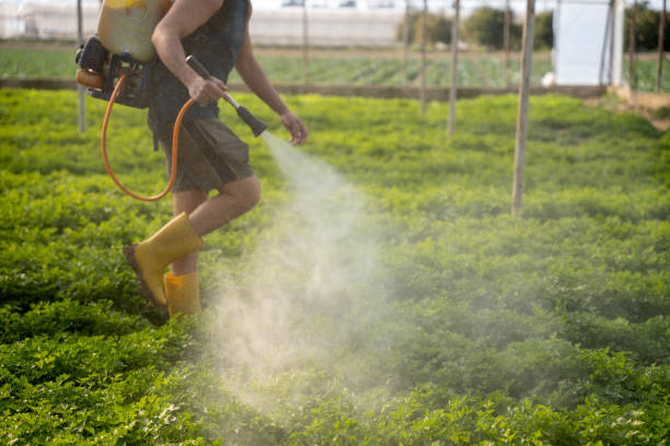 Best Mosquito Control Services  in Universal City, TX