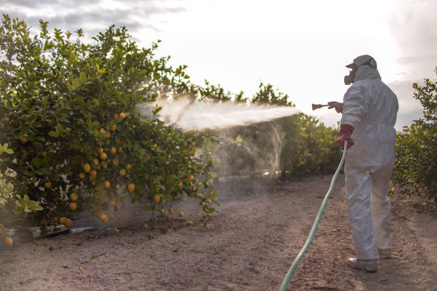Best Commercial Pest Control Services  in Universal City, TX