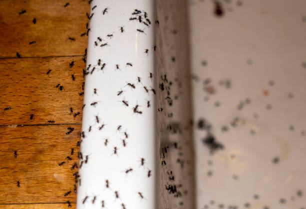 Best Affordable Pest Control Services  in Universal City, TX