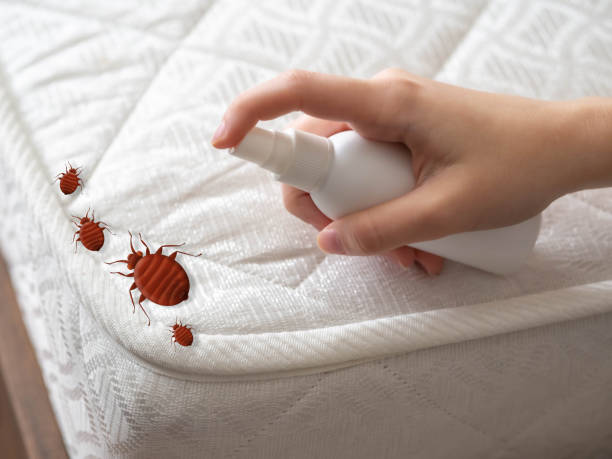 Pest Prevention Services in Universal City, TX