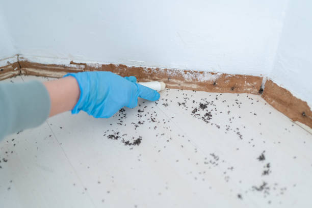 Best Wasp Removal Services  in Universal City, TX